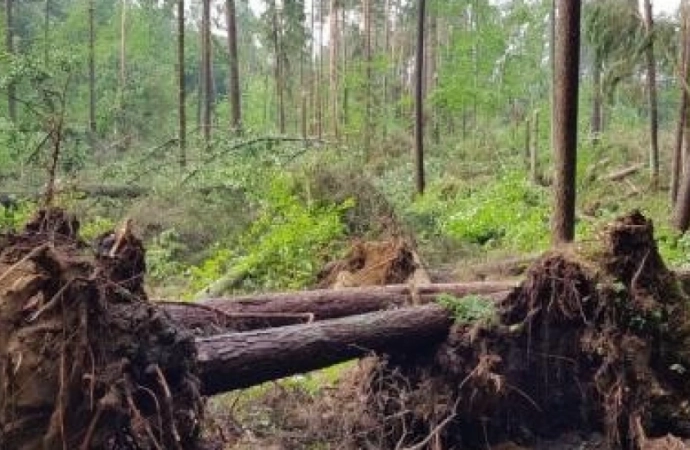{Leśnicy informują o kilkunastu hektarach lasu zniszczonych przez trąbę powietrzną, jaka przeszła w okolicy Starych Jabłonek.}